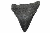 Bargain, Juvenile Megalodon Tooth - South Carolina #362491-1
